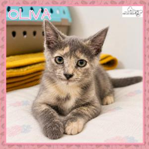 Oliva