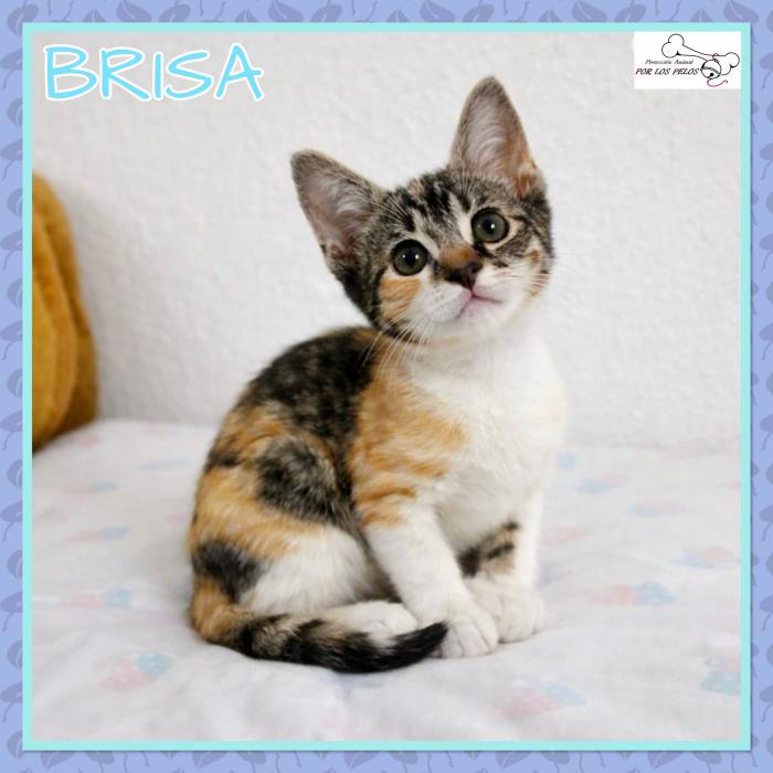 Brisa