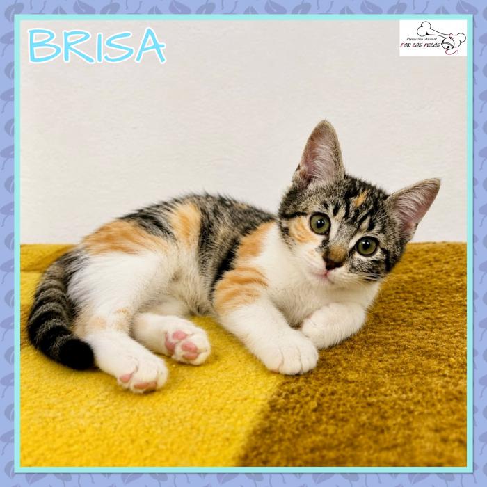 Brisa