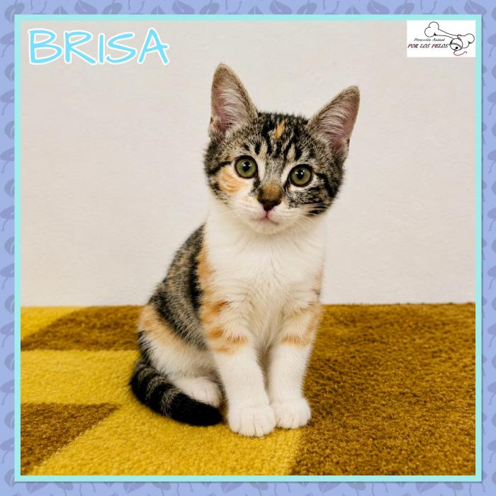 Brisa