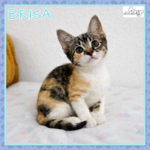 Brisa