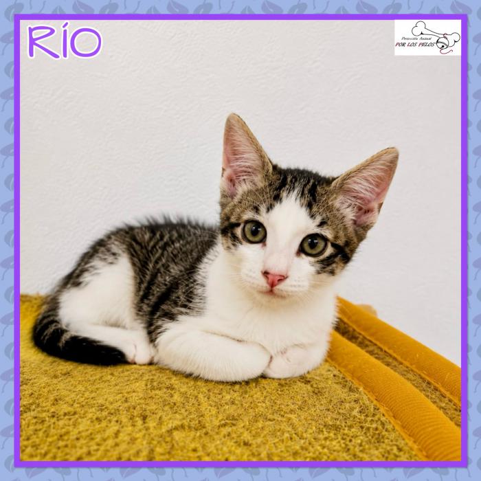 Rio