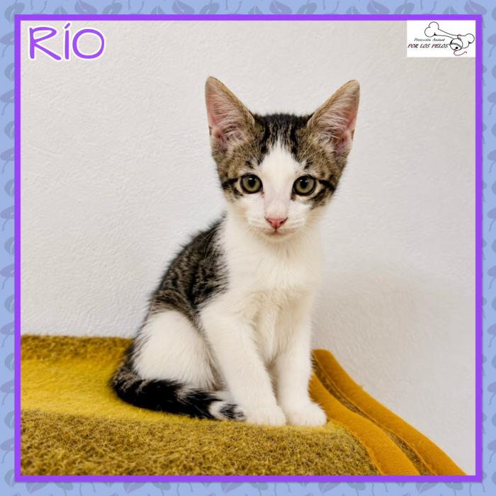 Rio