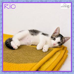 Rio