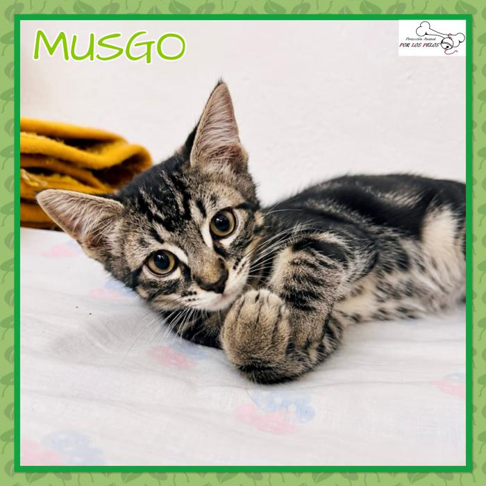 Musgo