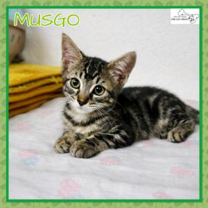 Musgo