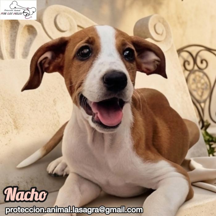 Nacho