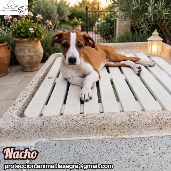 Nacho