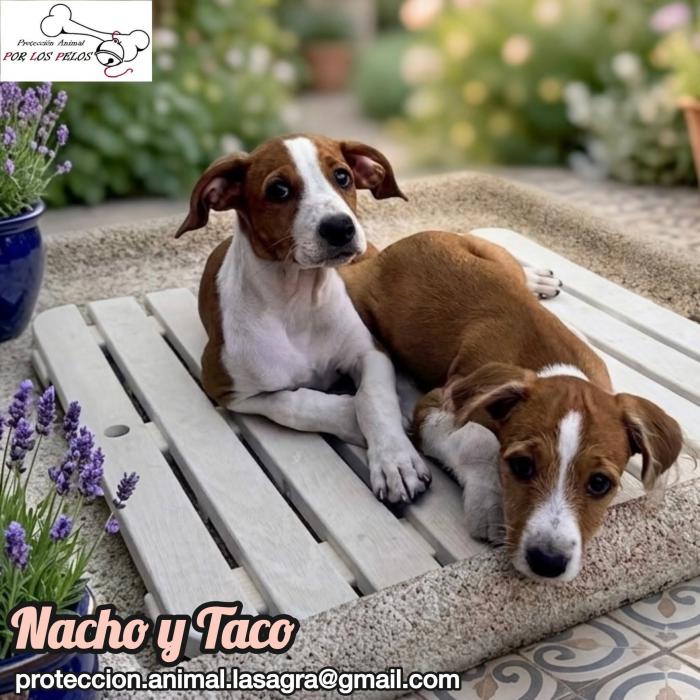 Nacho