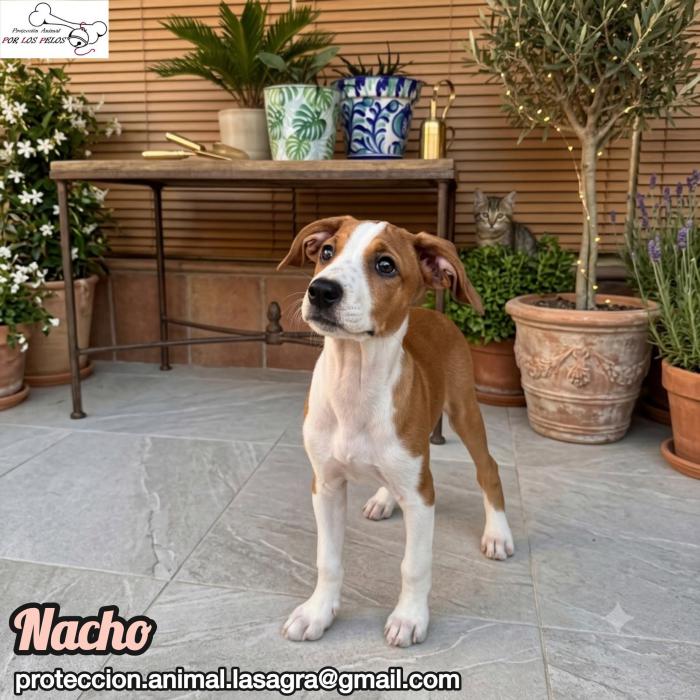 Nacho