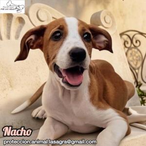 Nacho