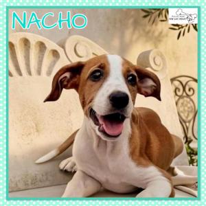 Nacho
