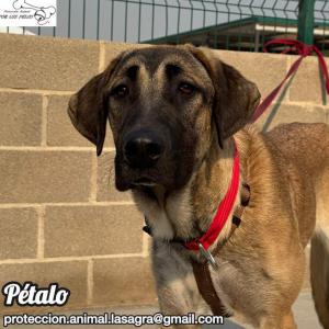 Pétalo