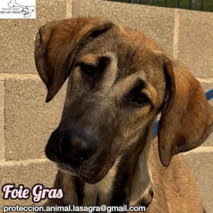 Foie Gras