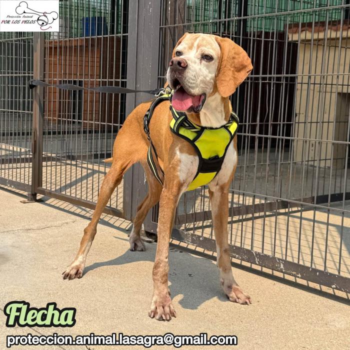 Flecha