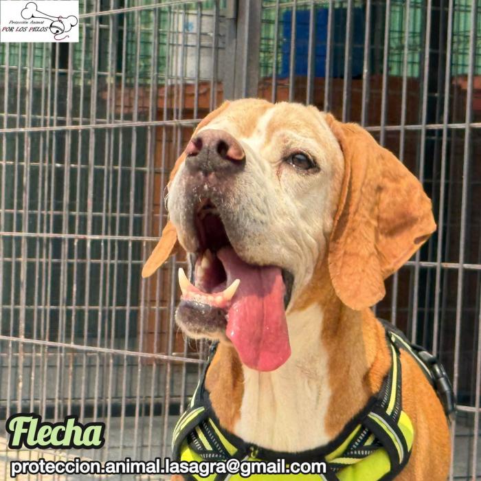 Flecha