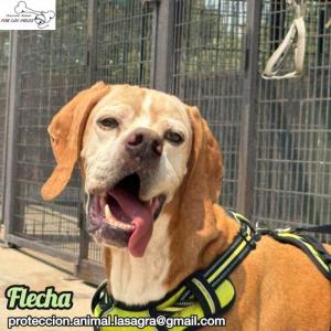 Flecha