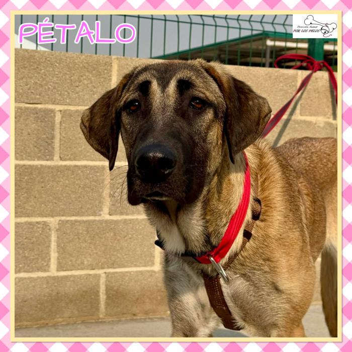 Petalo