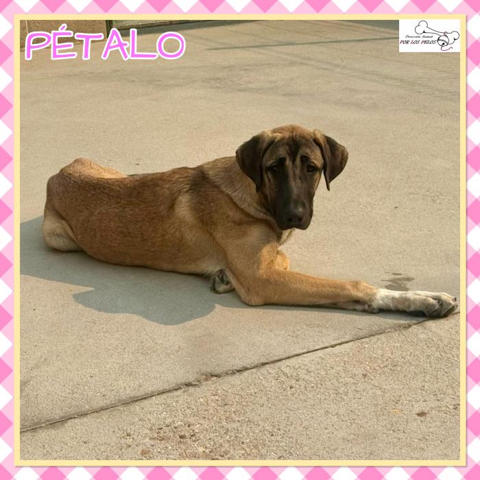 Petalo