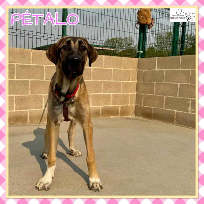 Petalo