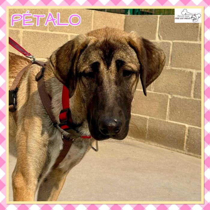 Petalo
