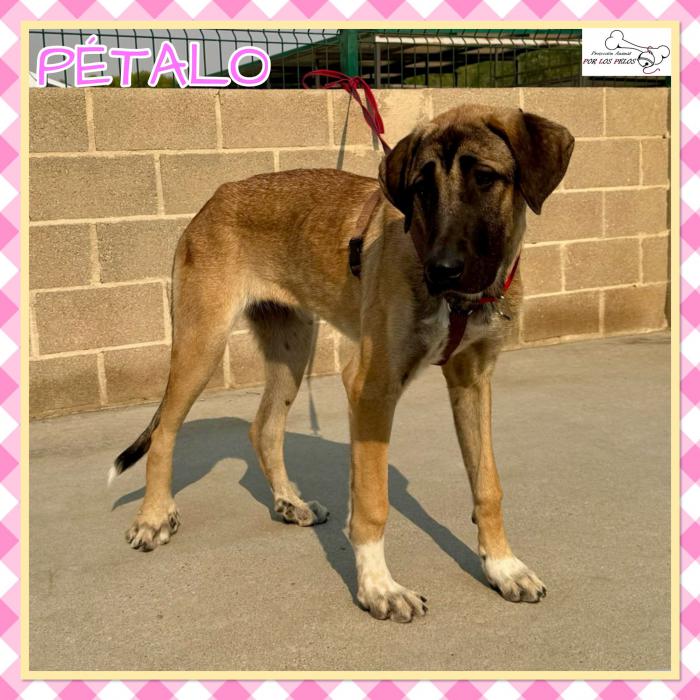 Petalo