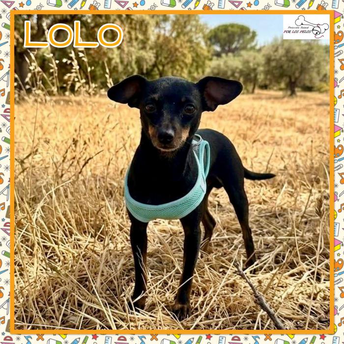 Lolo