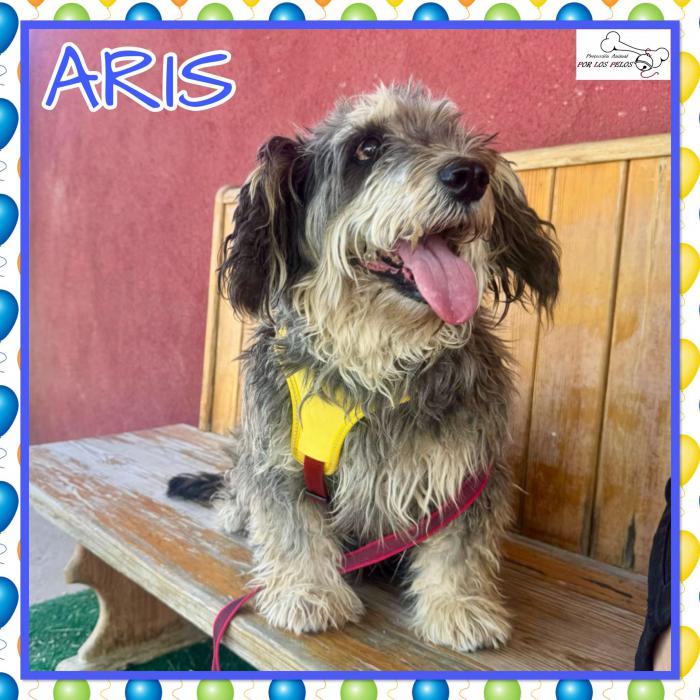 Aris