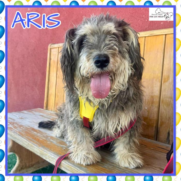 Aris