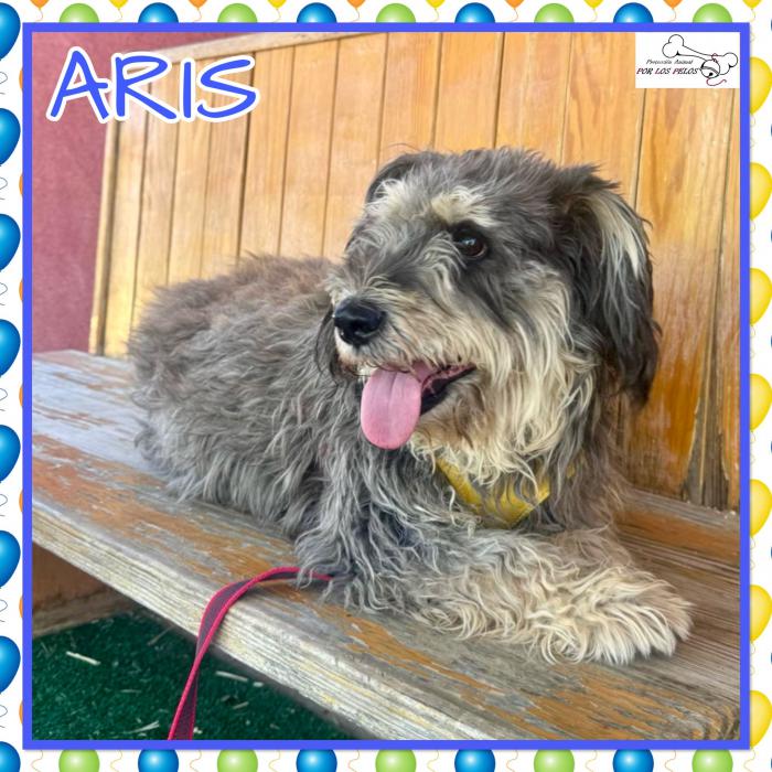 Aris