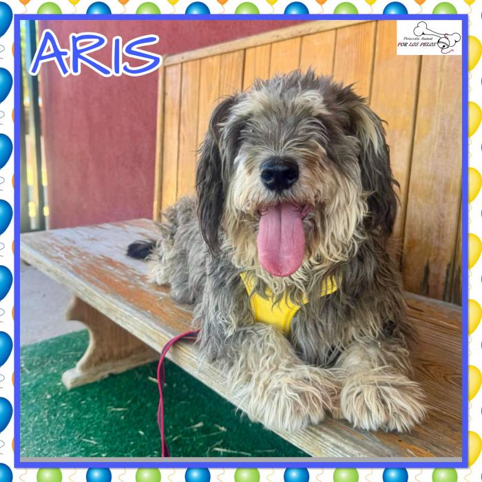 Aris