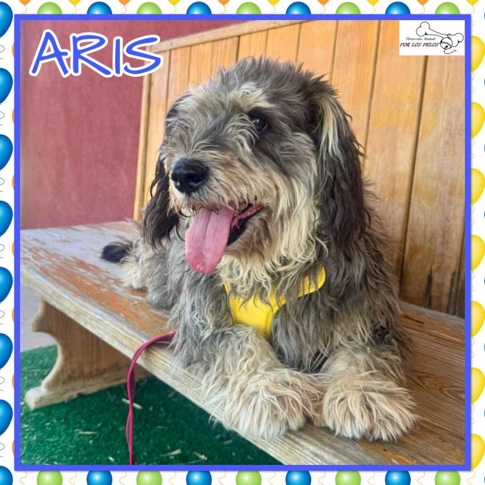 Aris