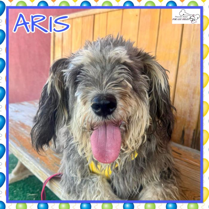 Aris