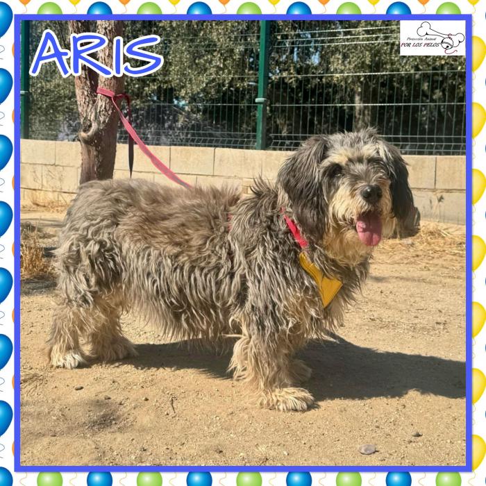Aris