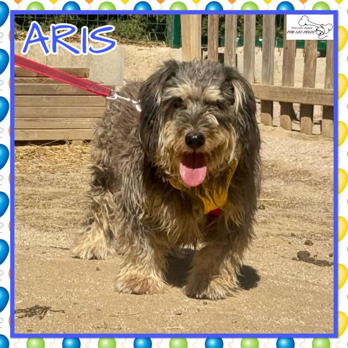 Aris
