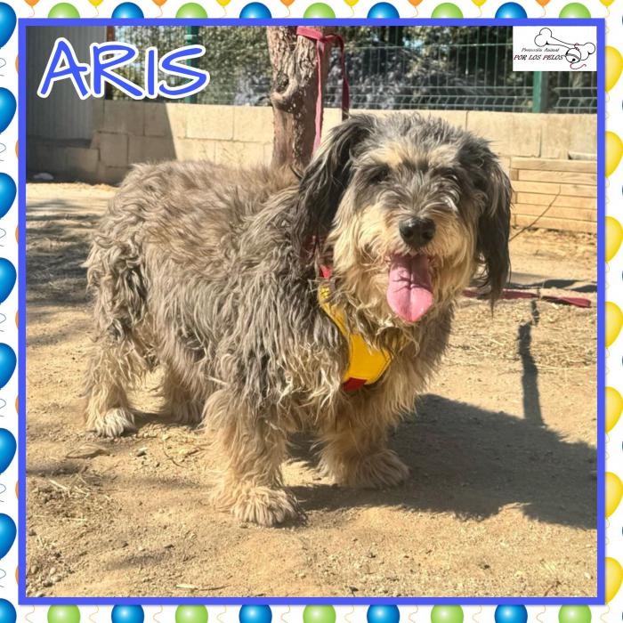Aris