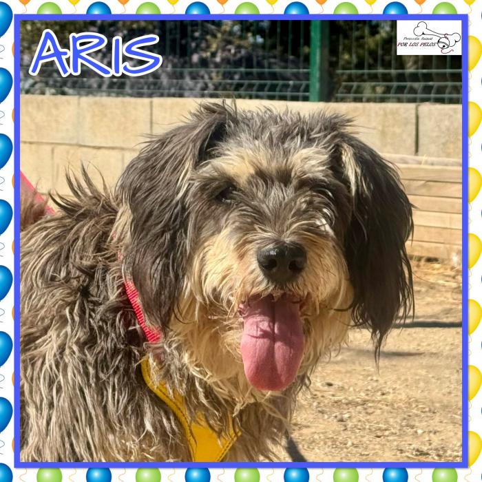 Aris