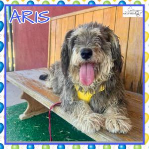 Aris
