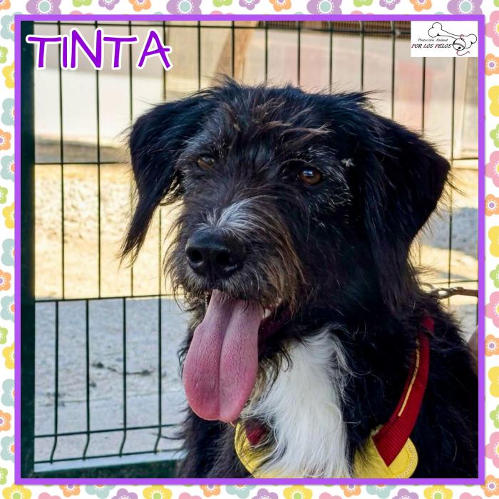 Tinta