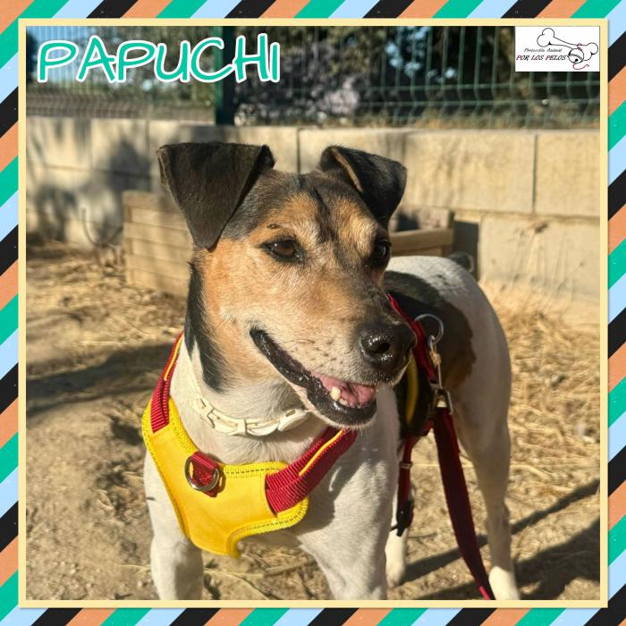 Papuchi