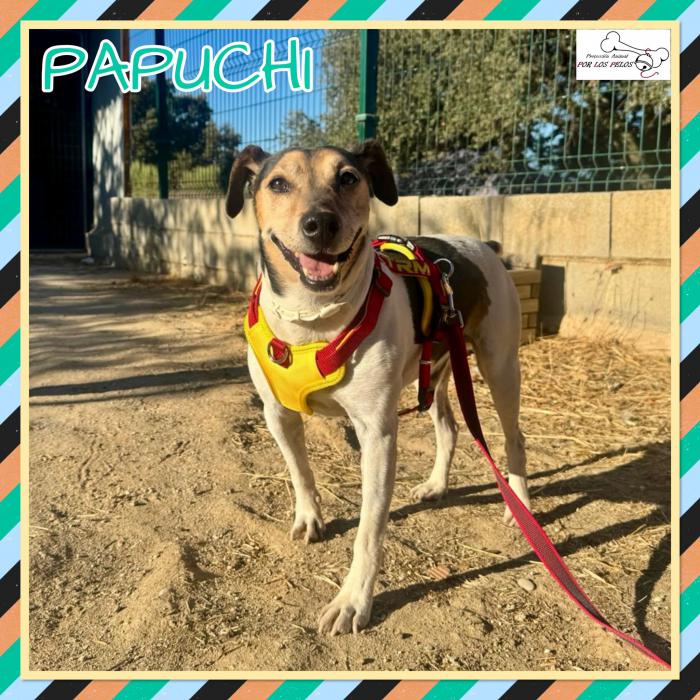 Papuchi