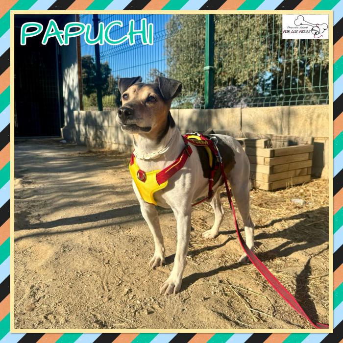 Papuchi