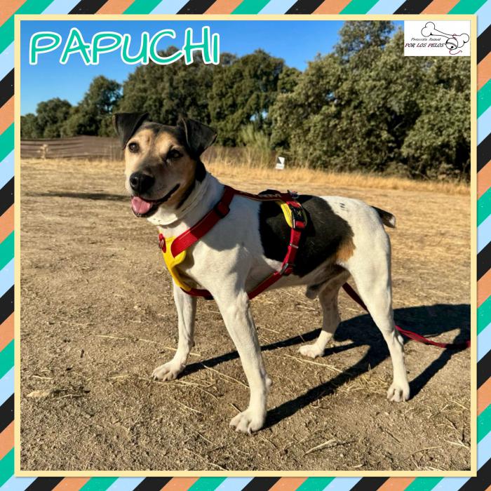 Papuchi