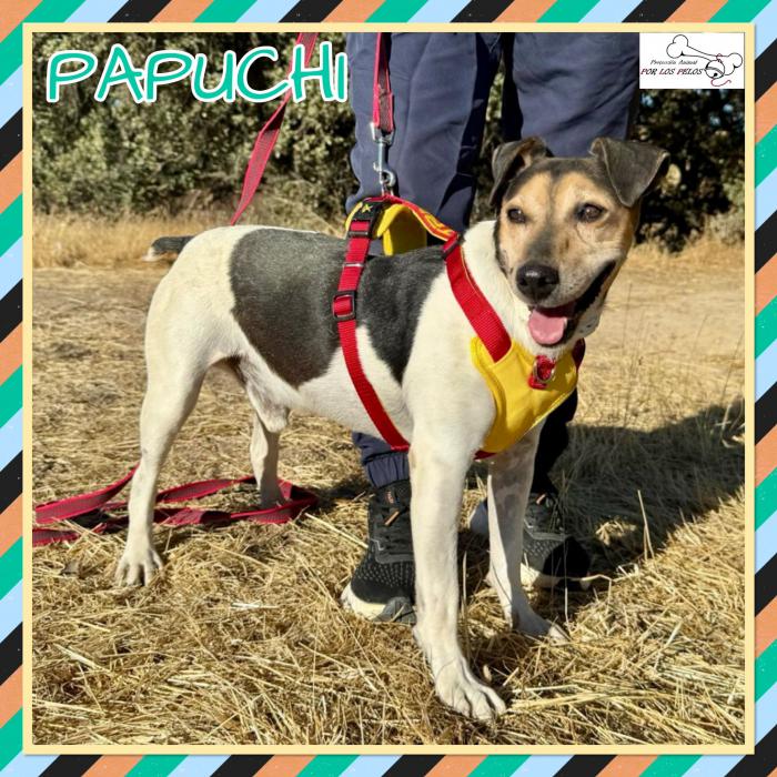 Papuchi