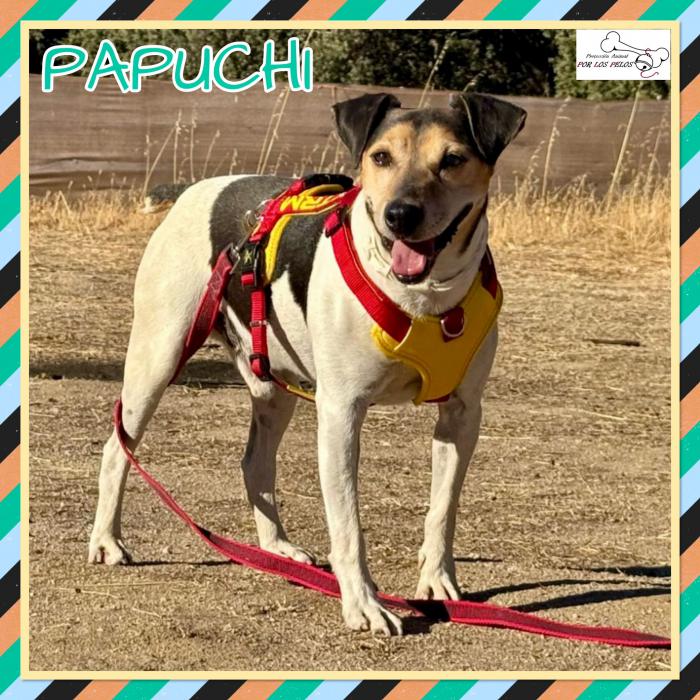 Papuchi