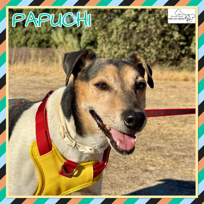 Papuchi