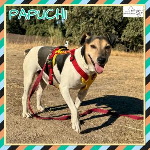 Papuchi