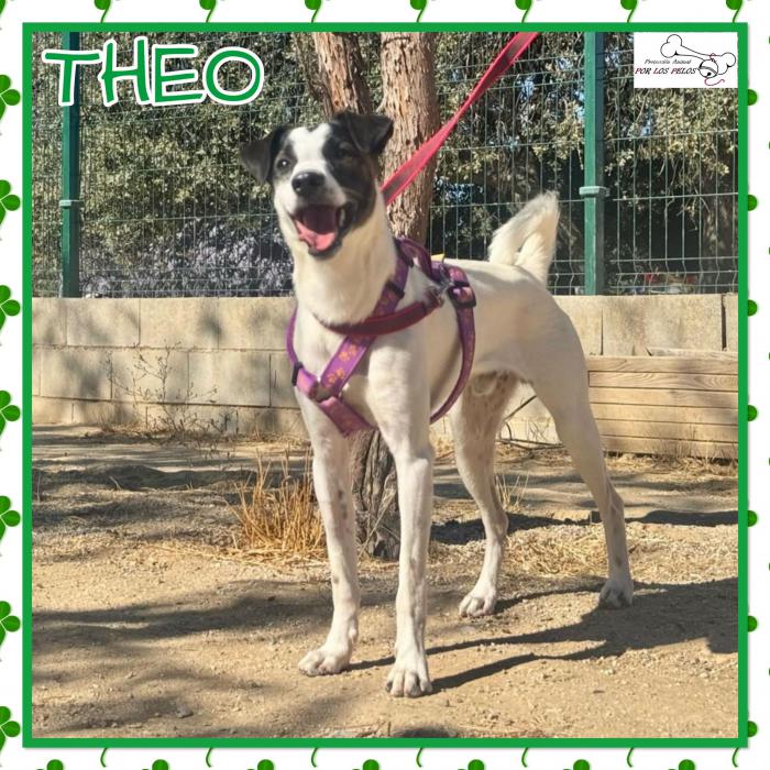 Theo