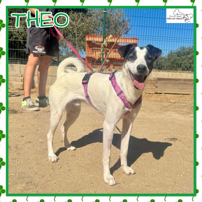 Theo