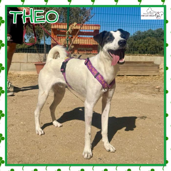 Theo